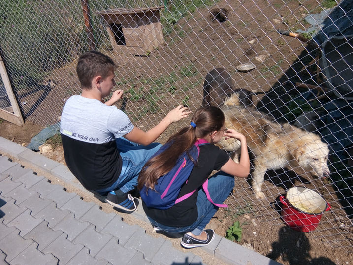 My dog, Ioan Opriș Secondary School Turda, Cluj