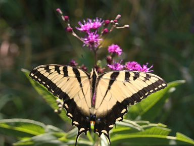 IMG_7376_edited.jpg