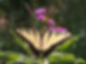 IMG_7376_edited.jpg
