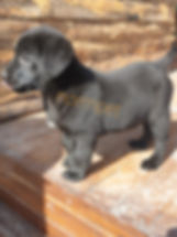 labrador_yavru_siyah.jpeg