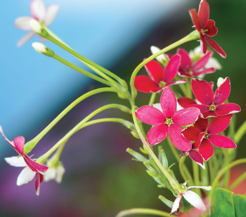 Madhumalathi, A book on Infertility in Telugu, By Dr SV Kameswari