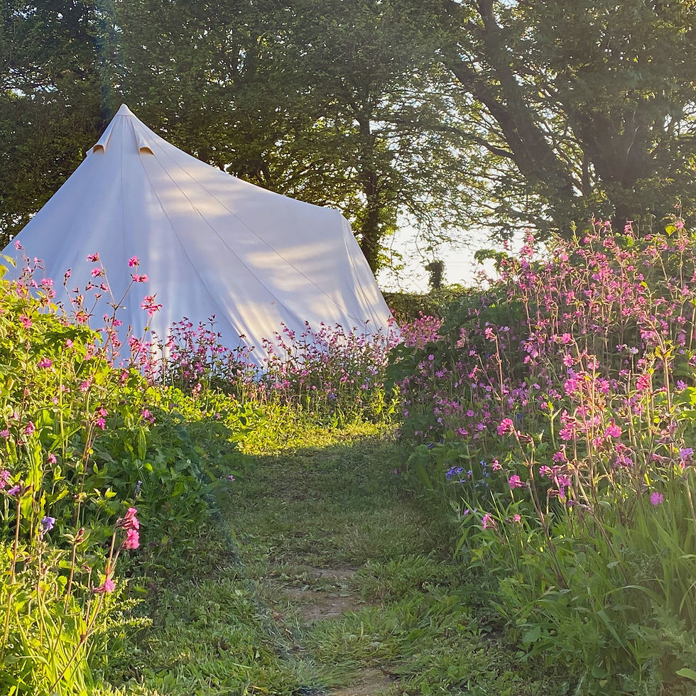 A bell tent in amongst wild flowers at Foxglove Field