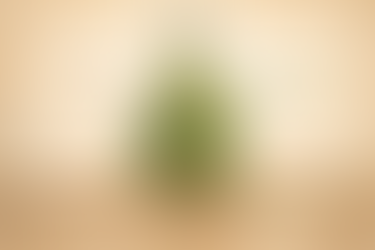 Illustration of a kochia plant showing above-ground growth and roots below the soil, surrounded by terms like disturbance, succession, opportunity, indicators, and hyperaccumulators.