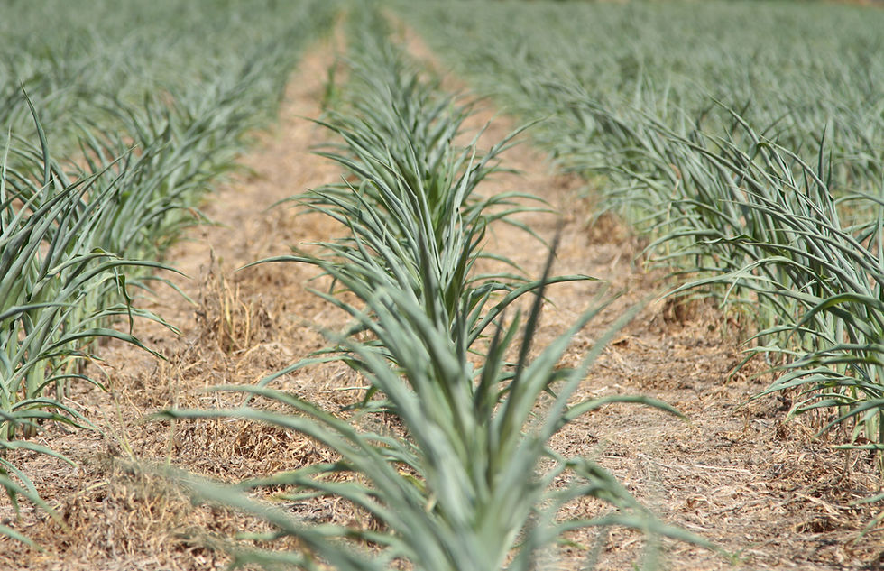 Corn plants under drought stress with leaves rolled inward, showing early signs of moisture deficiency in a dry field.  Links: There is one link in the text for SD Grazing Exchange and then we have 3 other links at the bottom.