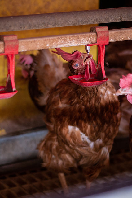 GALLINE • 007.jpg