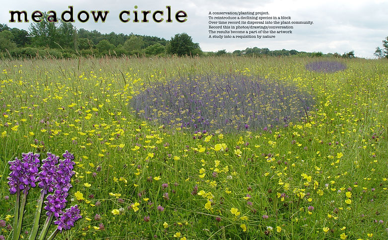 Circle of meadow orchids planted within a wildflower meadow
