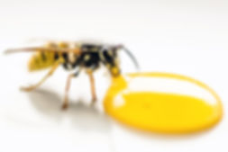 animal-antenna-bee-1313054.jpg