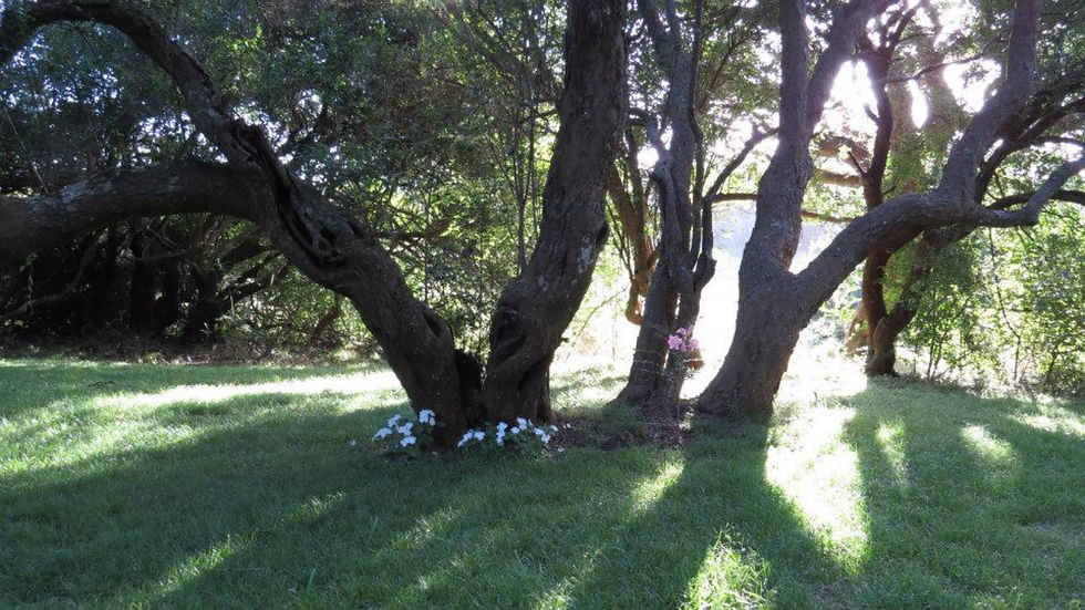 Bosque Nativo