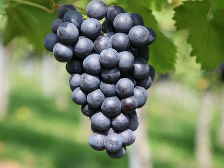 La cure de raisin : une détox douce et naturelle pour l’automne