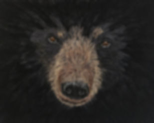 In the Bears Eyes - Greeting Card