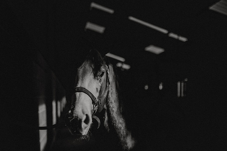 Dokumentarische Pferdefotografie