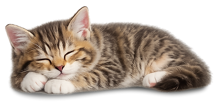 gatitodormido.png