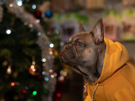 Neige Pet Shop ve Kuaför