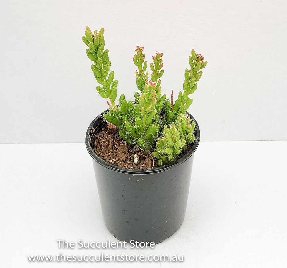Thumbnail: Rhipsalis mesembryanthemoides