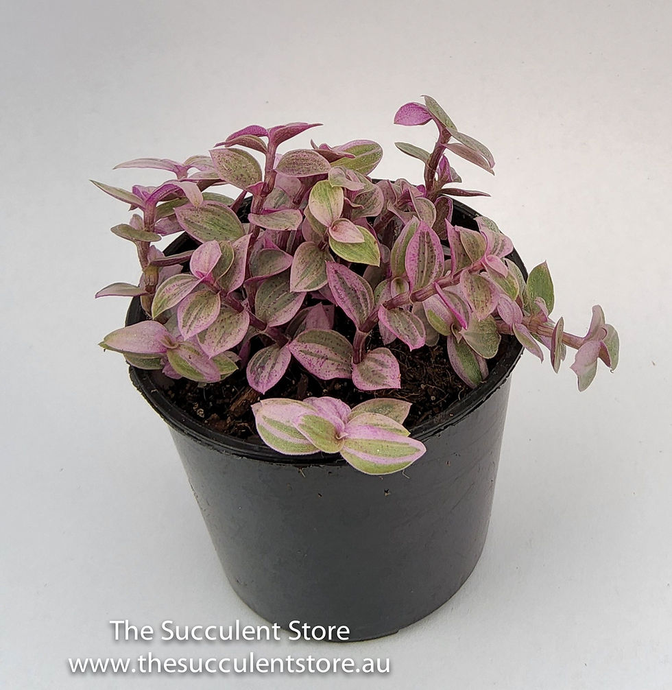Thumbnail: Callisia repens - Pink Lady or Pink Panther