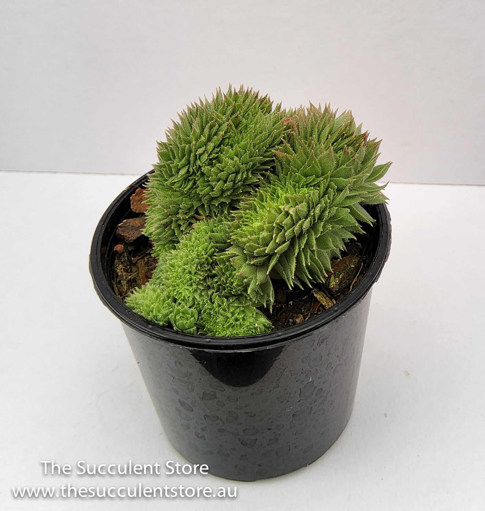 Sempervivum Pacific Red Rose Crested