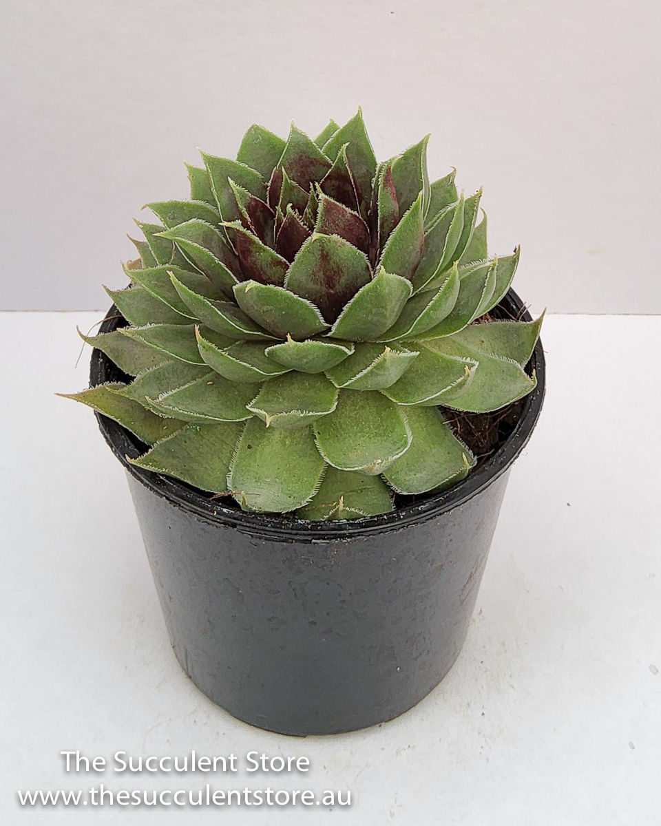 Thumbnail: Sempervivum arachnoideum coconut