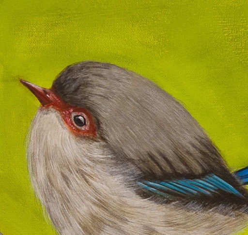 Thumbnail: Female Superb Fairy Wren A3 Print