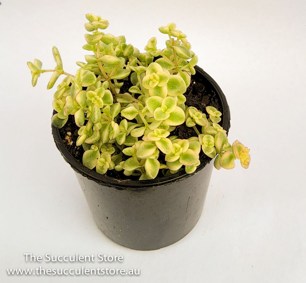 Sedum Little Missy - or Crassula little missy