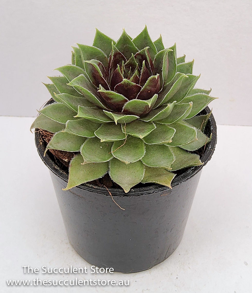Thumbnail: Sempervivum arachnoideum coconut