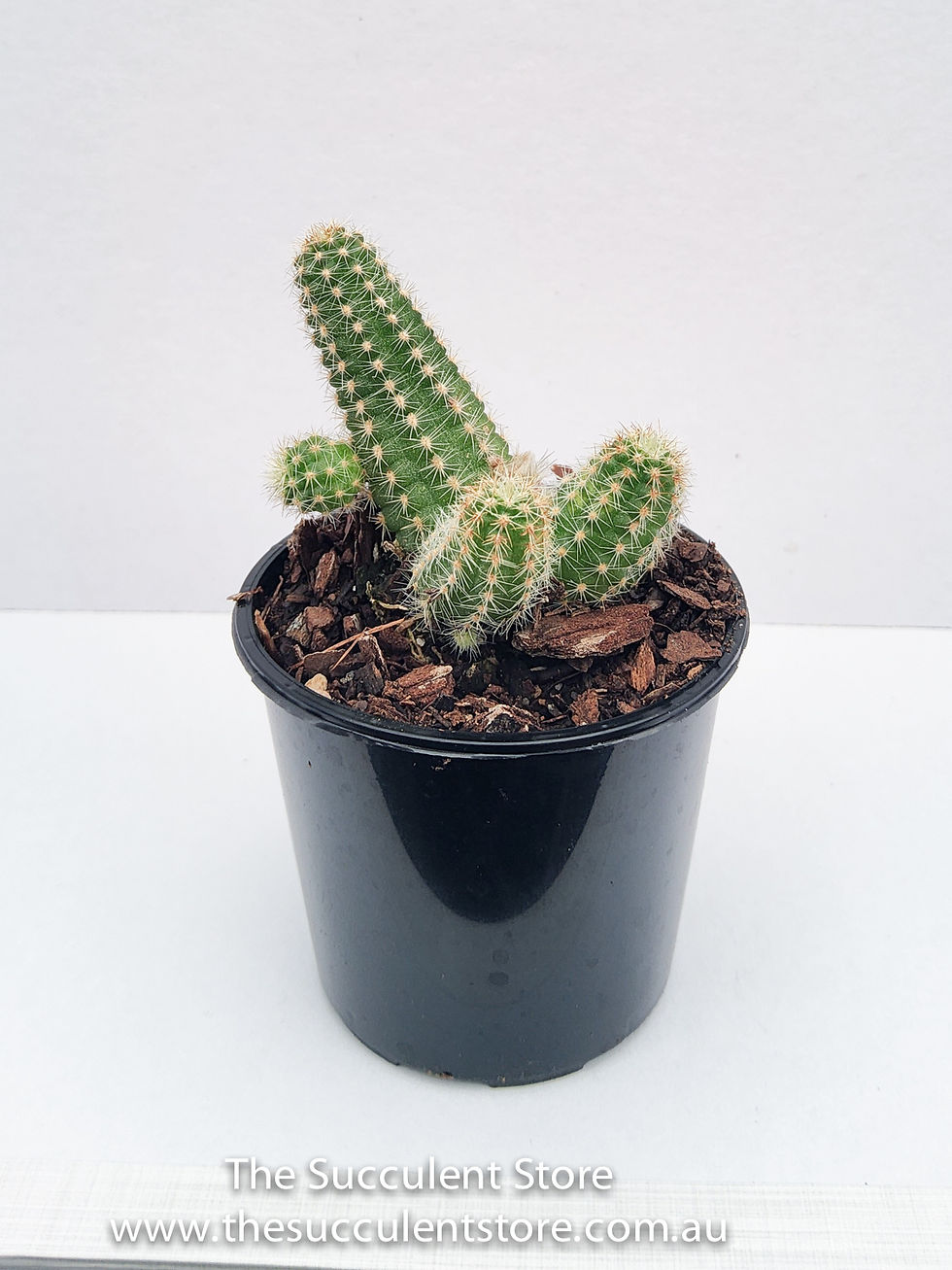 Thumbnail: Echinopsis chamaecereus Peanut Cactus