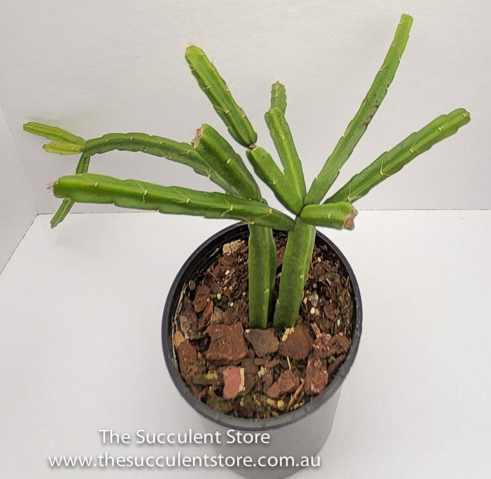 Thumbnail: Rhipsalis wercklei - licorice stick