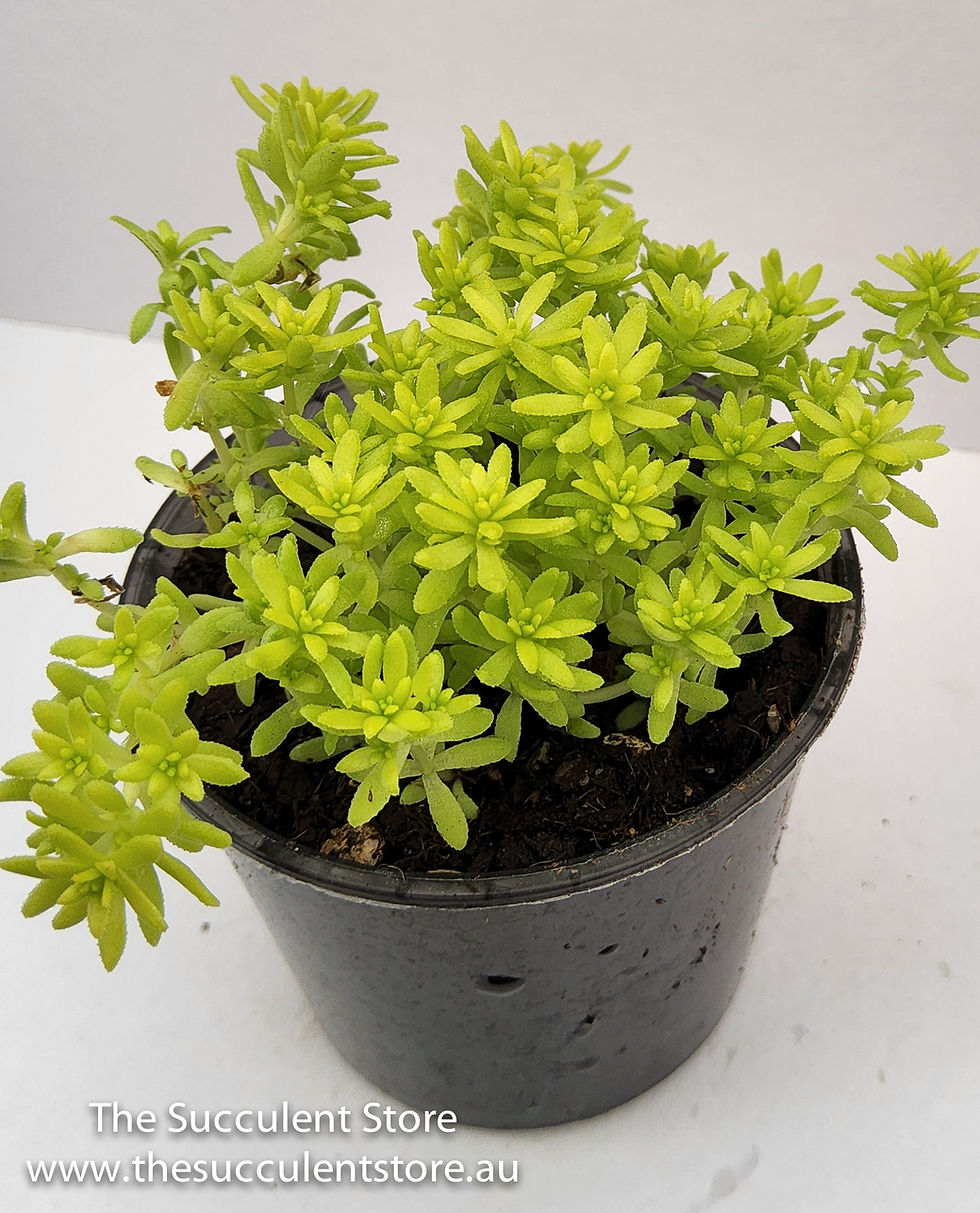 Thumbnail: Sedum japonicum Tokyo sun