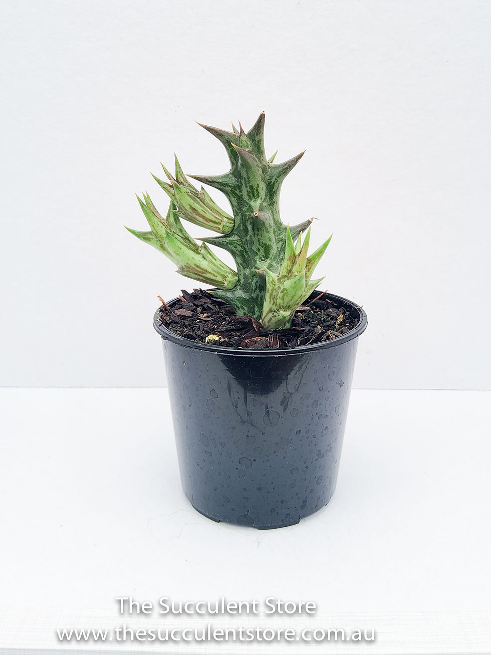 Thumbnail: Stapelia dummeri - Starfish flower