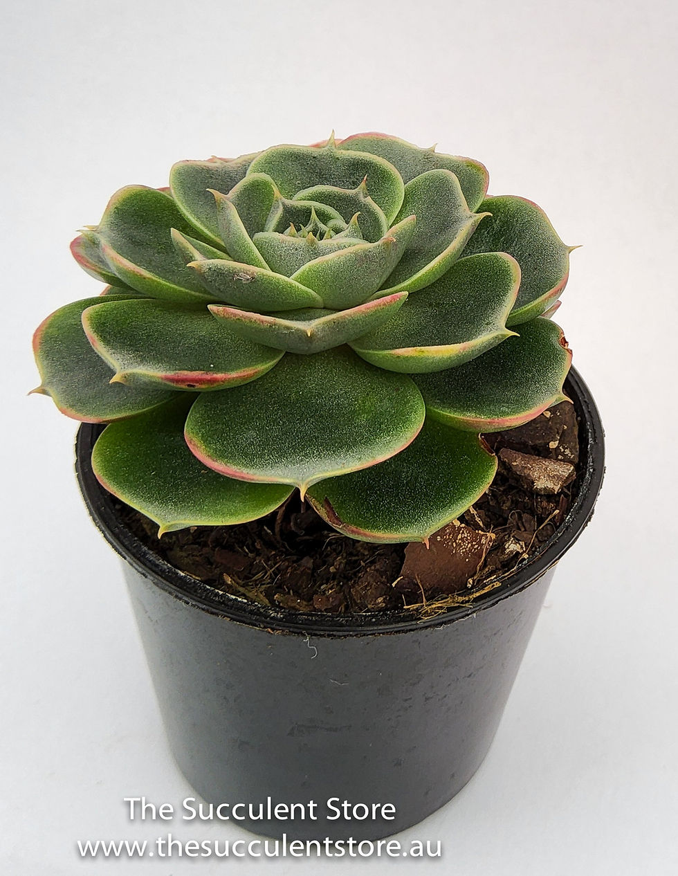 Thumbnail: Echeveria longissima round form