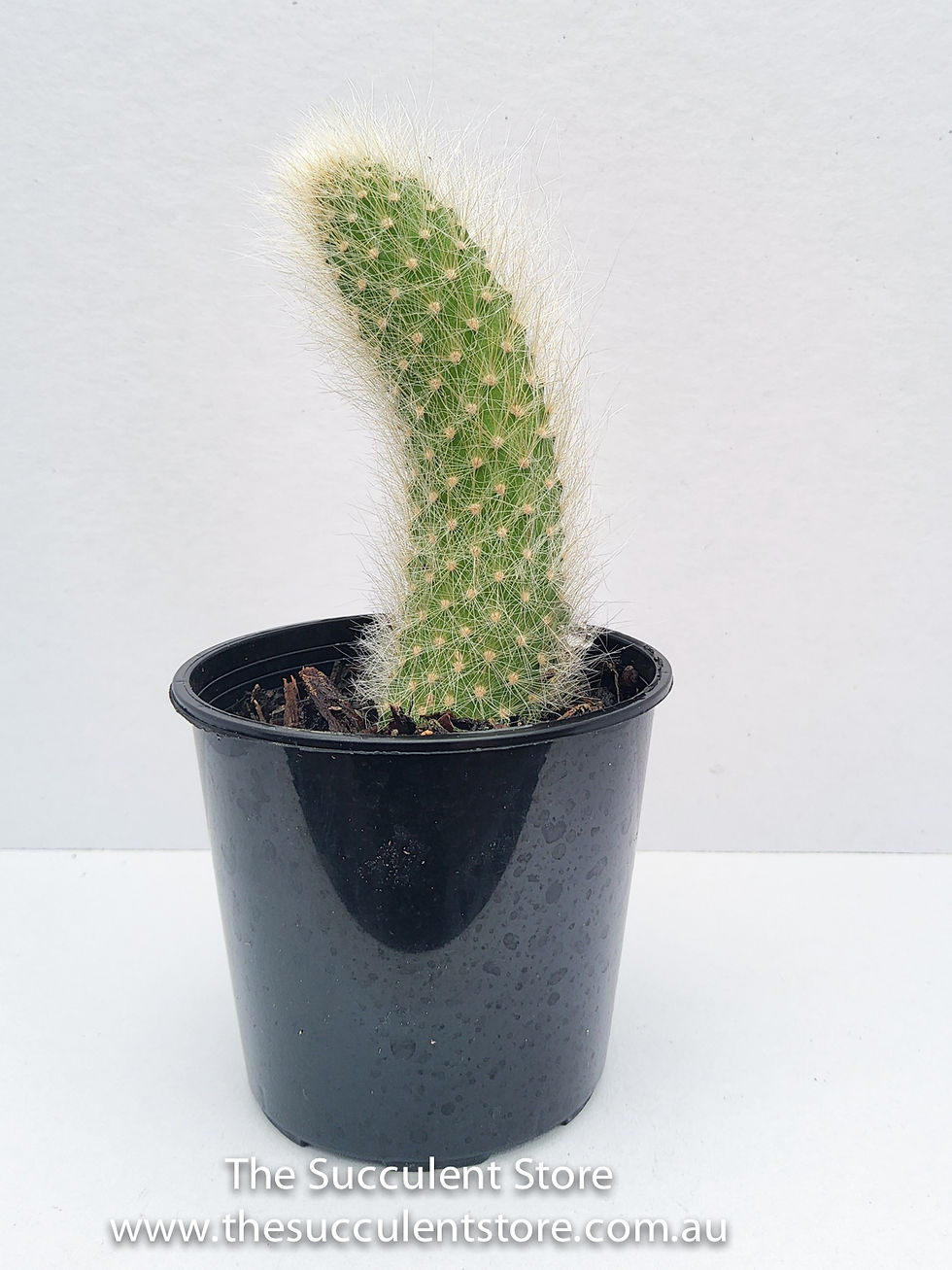 Thumbnail: Cleistocactus colademononis - White Monkey Tail Cactus
