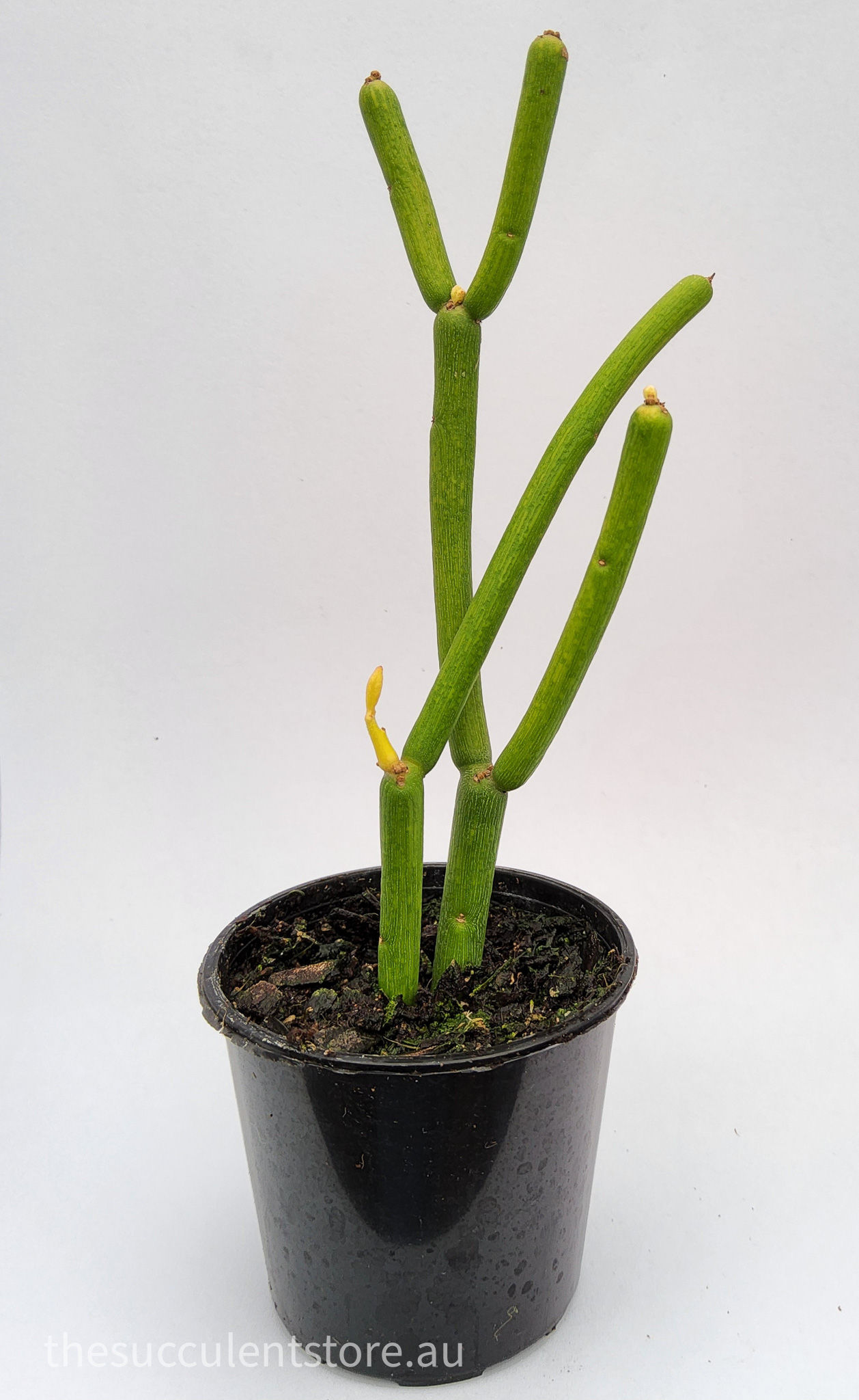 Euphorbia tirucalli - Firesticks