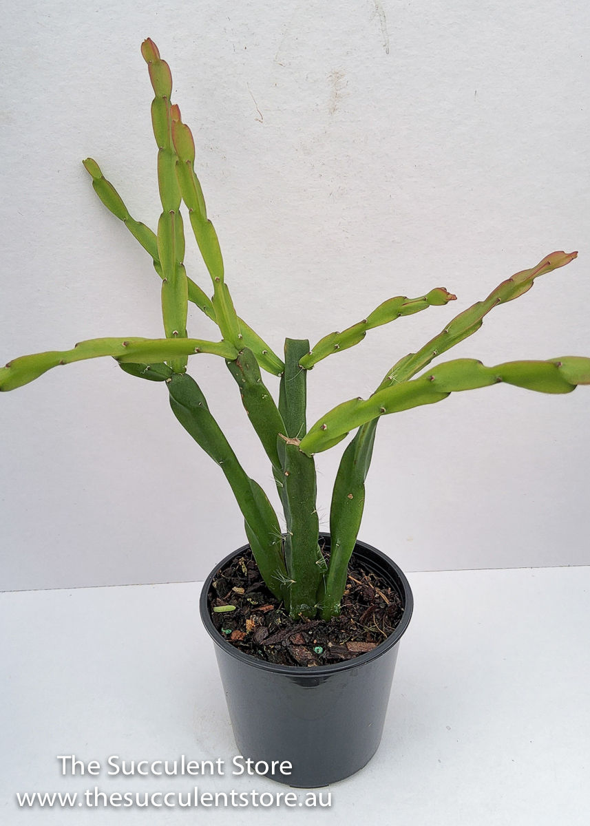 Thumbnail: Rhipsalis paradoxa large form - Chain Cactus