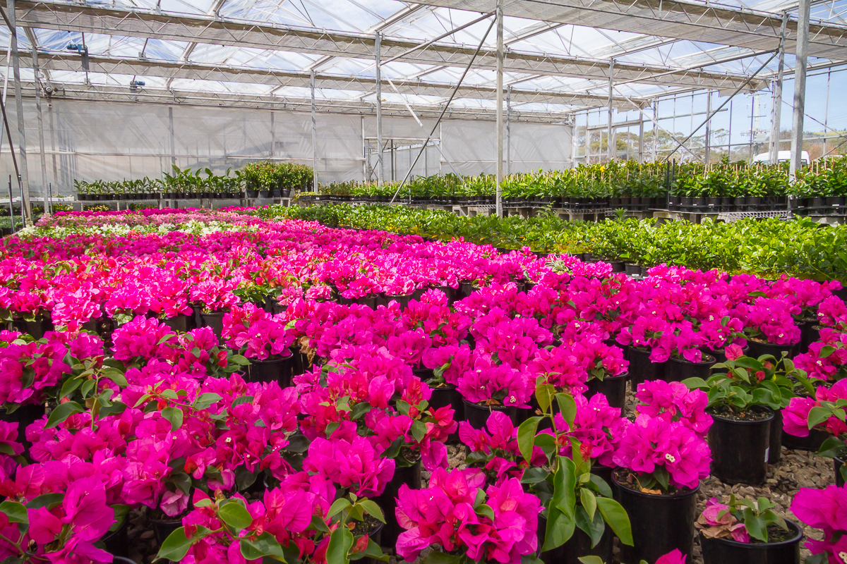 Shrubs & Trees Westland Nurseries Seven Mile Beach