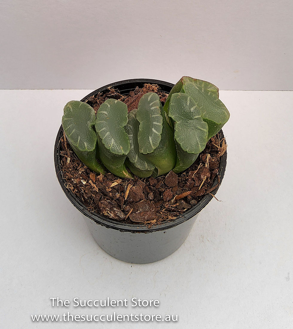 Thumbnail: Haworthia truncata - Horses Teeth Succulent