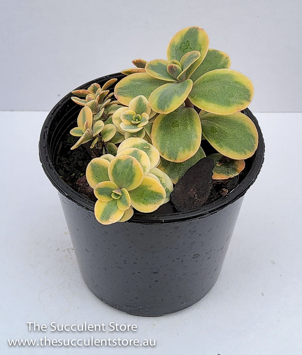 Thumbnail: Sedum Wildfire