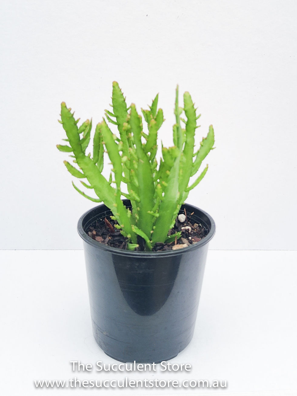 Thumbnail: Rhipsalis little banda bit