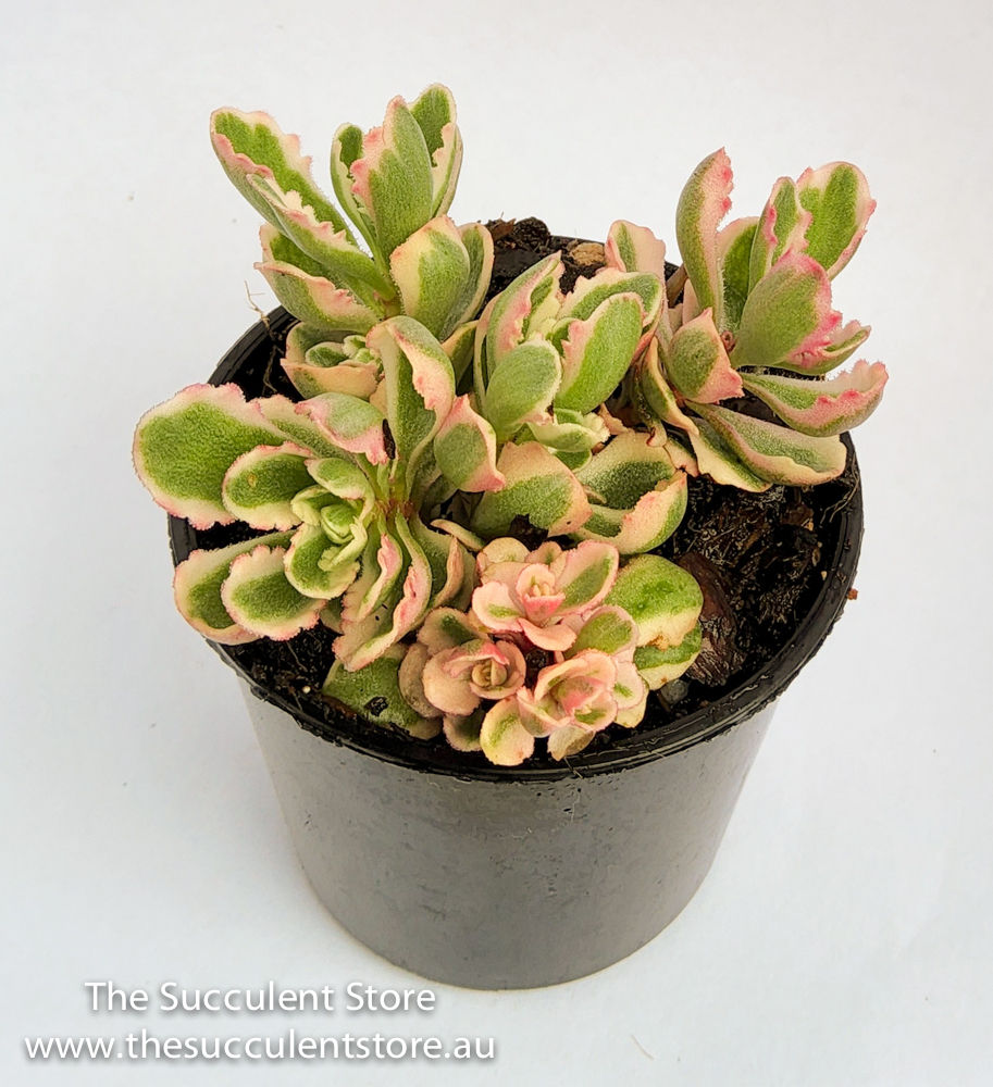 Thumbnail: Sedum spurium tricolour or Phedimus spurius tricolour