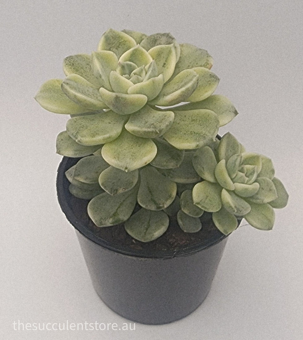 Thumbnail: Echevaria tinkerbell variegated