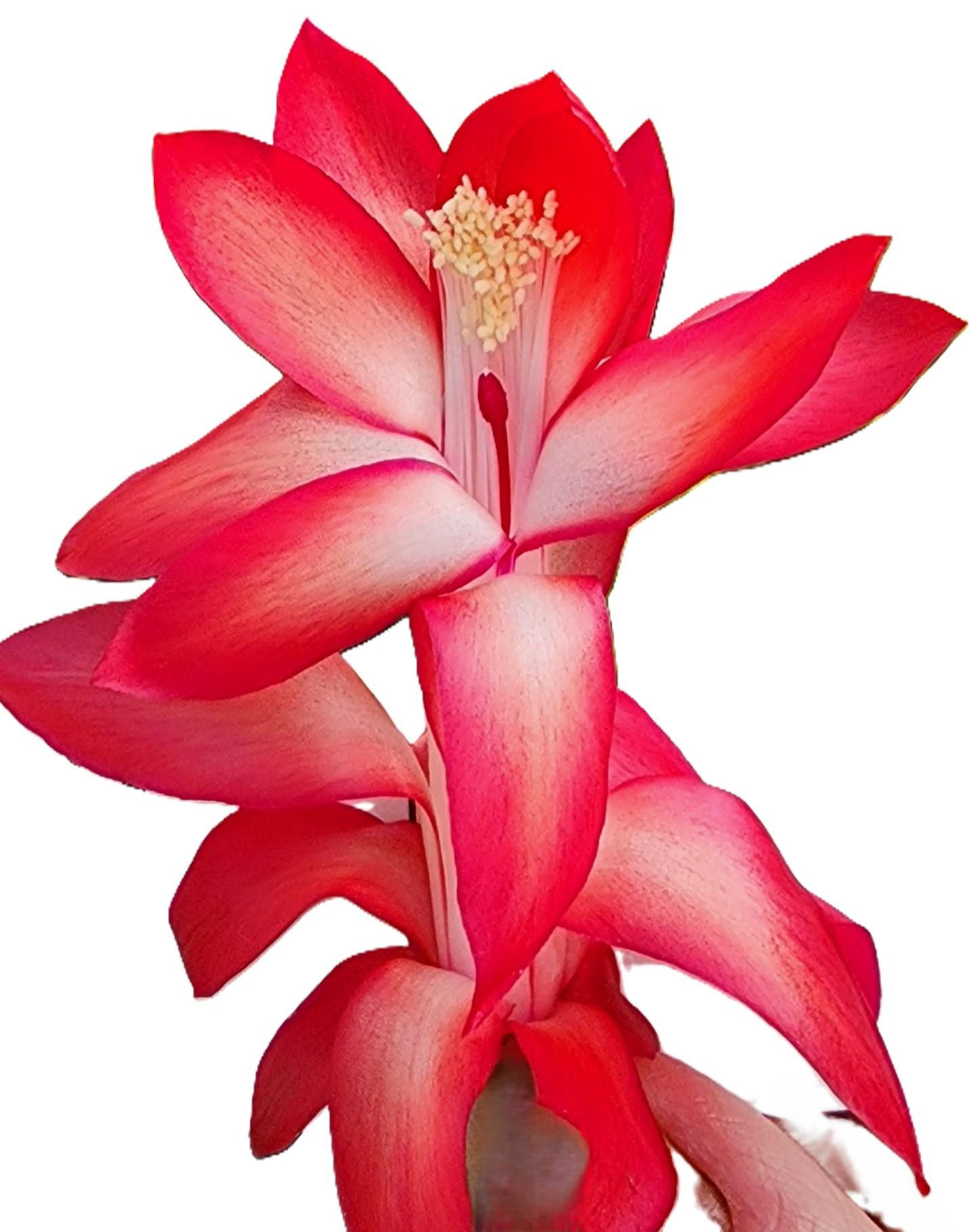 Zygocactus -  Exotic Dancer