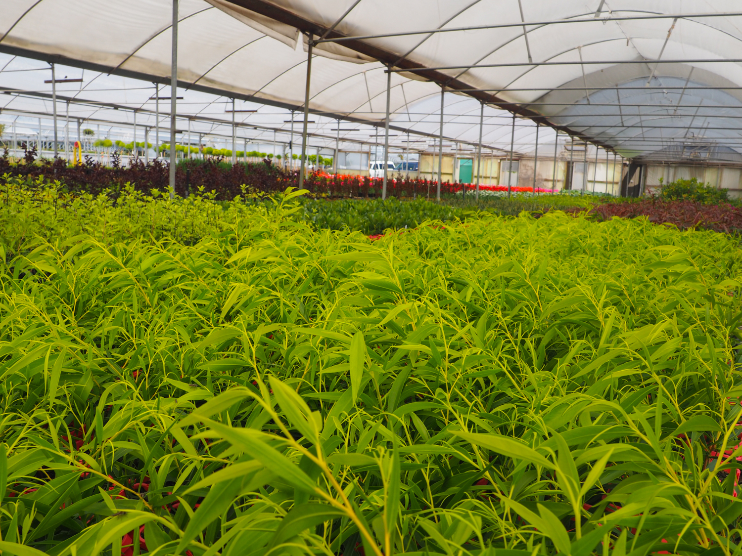 Shrubs & Trees Westland Nurseries Seven Mile Beach