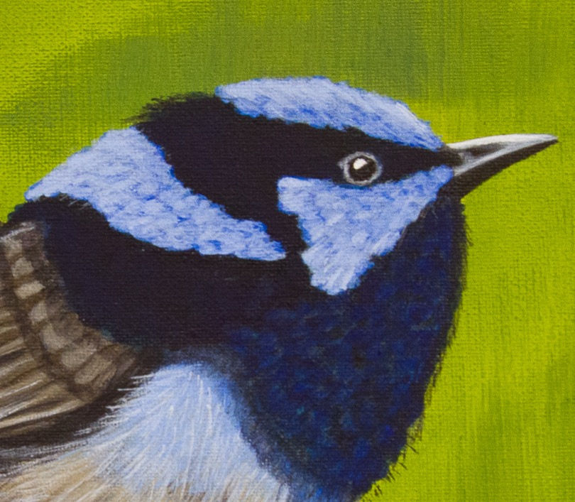 Thumbnail: Superb Blue Wren