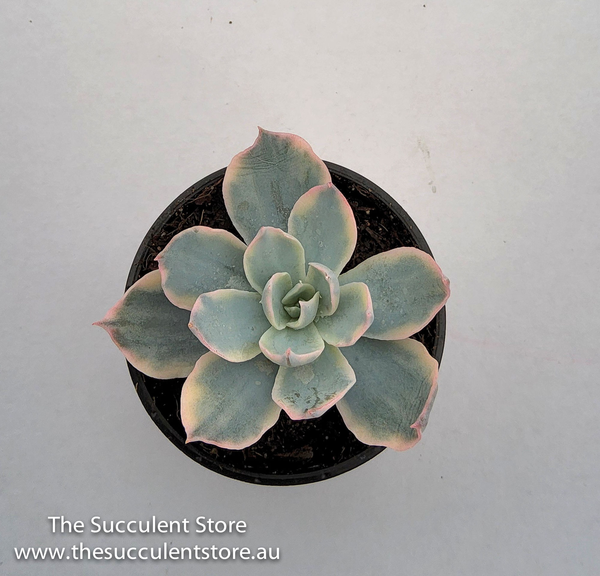 Echeveria subsessilis variegated - Variegated Morning Glory