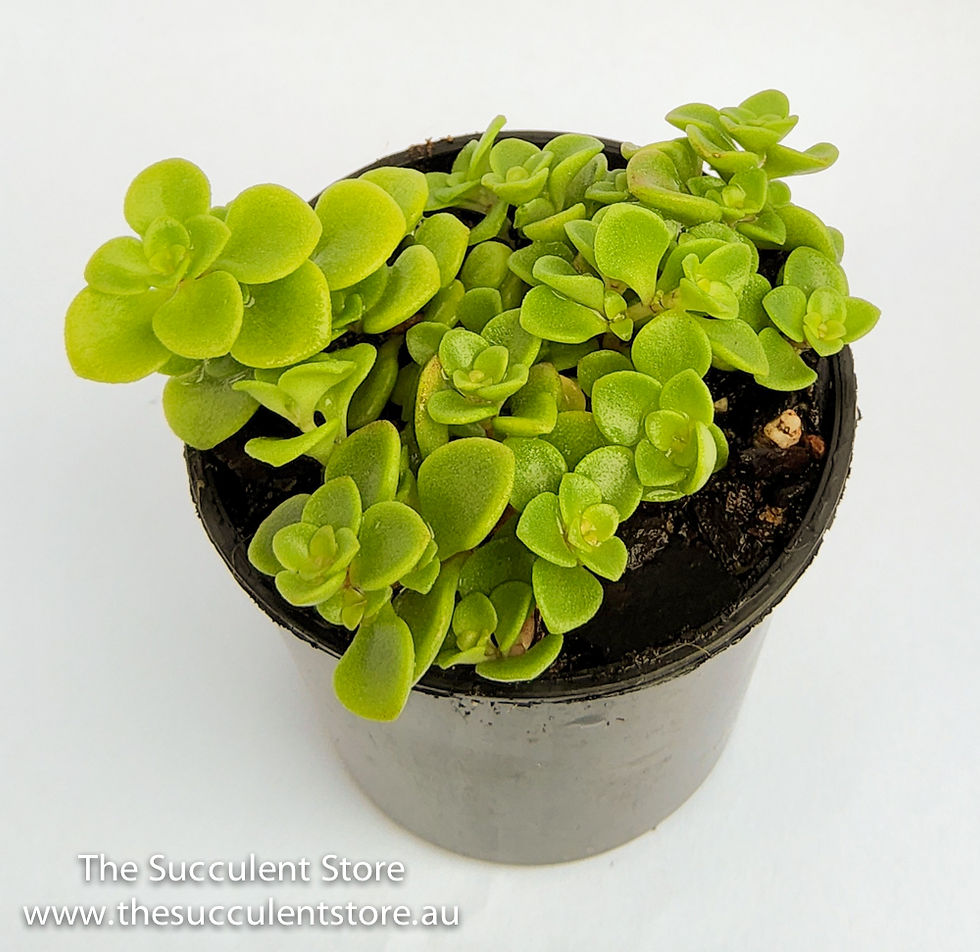 Thumbnail: Sedum makinoi green - Japanese Stonecrop