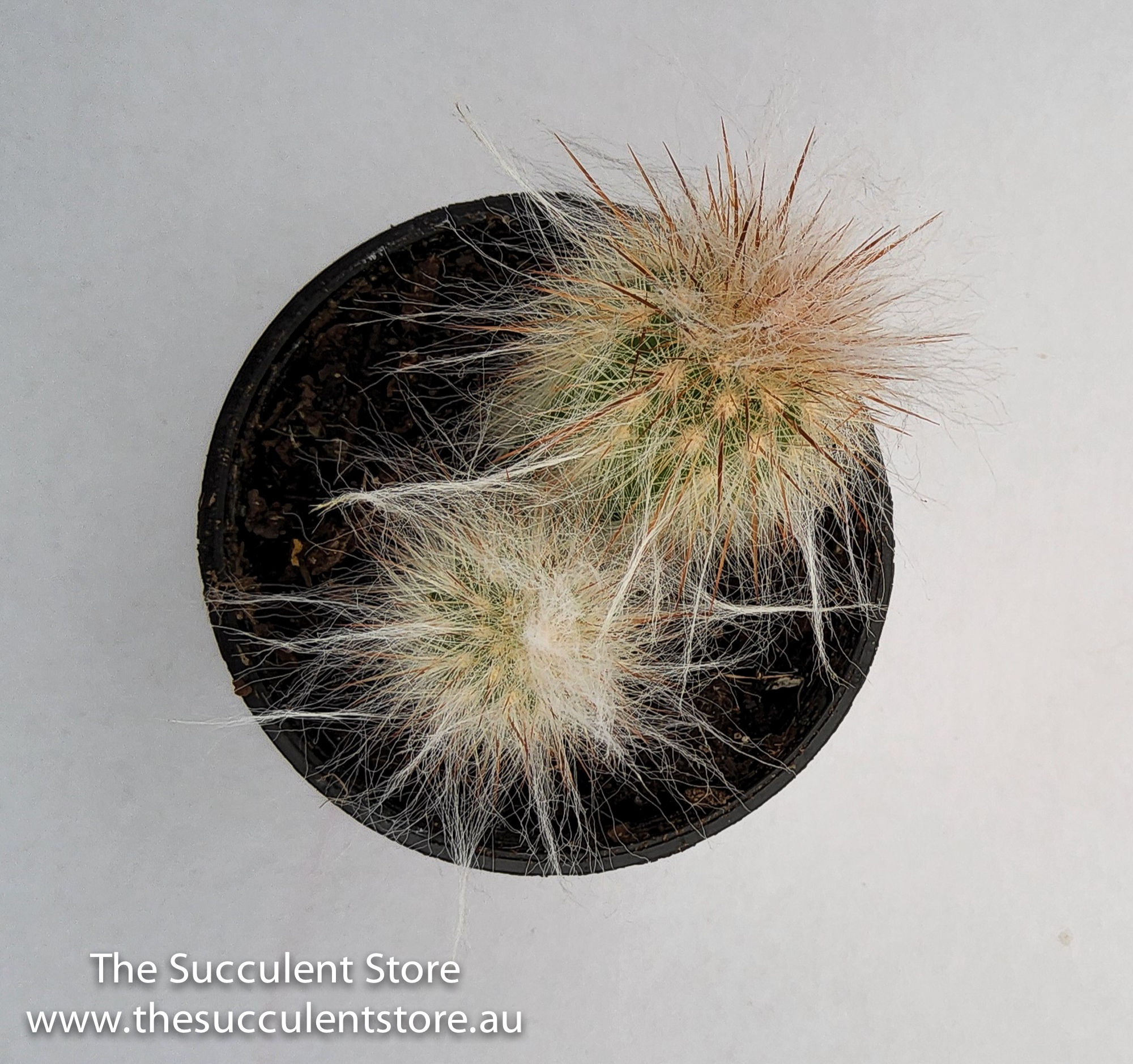 Espostoa lanata - Old Man Cactus