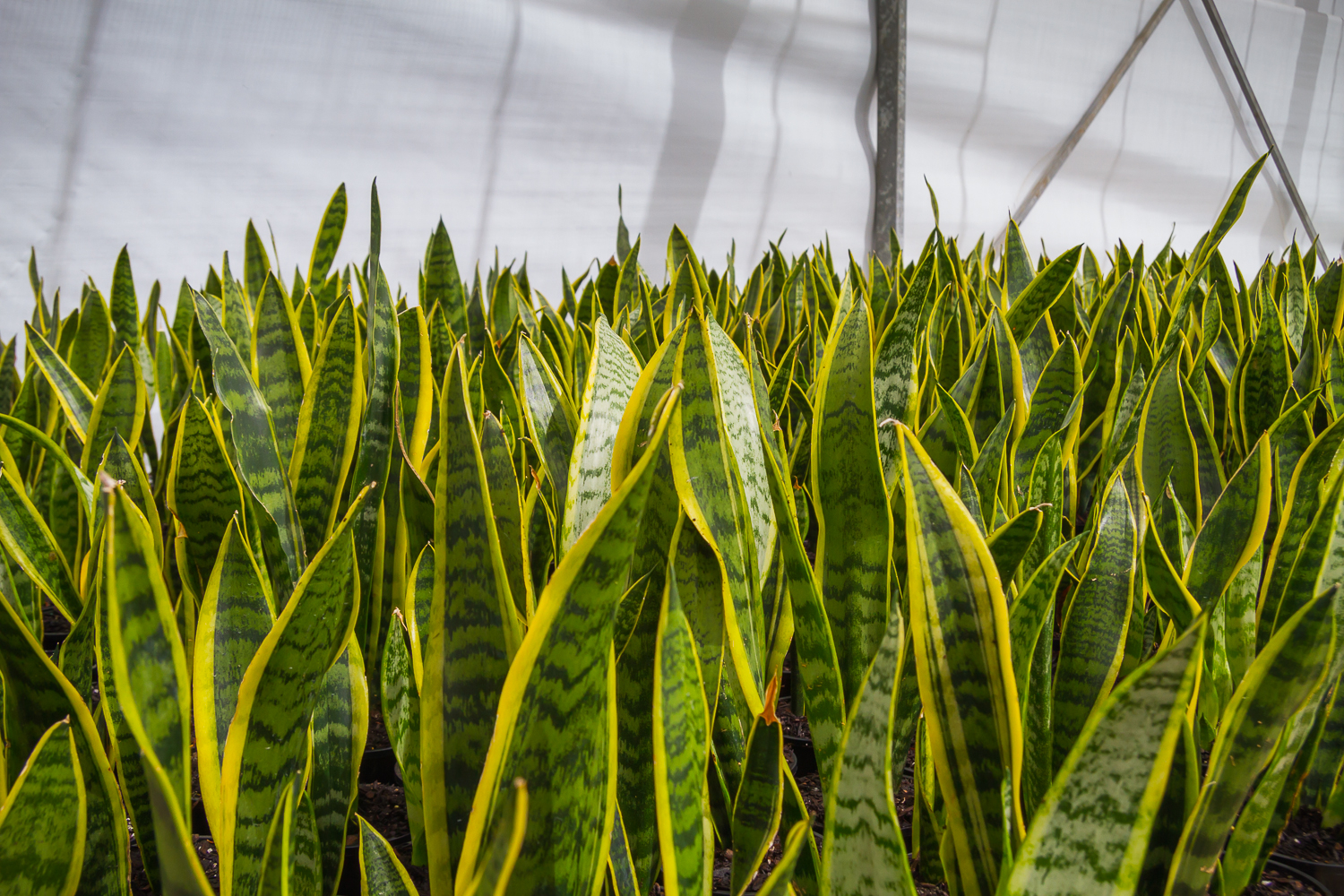 Shrubs & Trees Westland Nurseries Seven Mile Beach