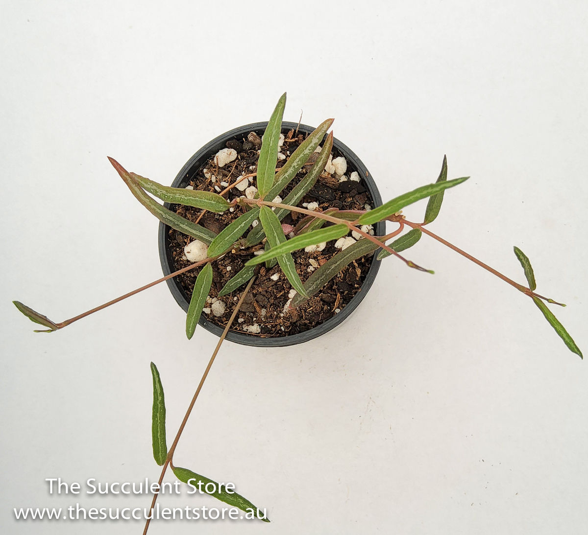 Ceropegia linearis - String of Needles