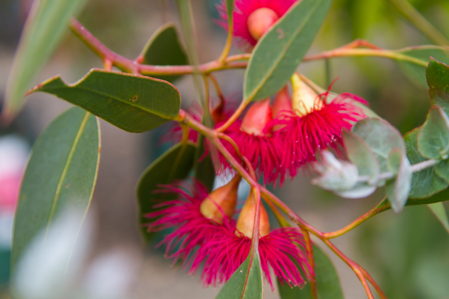 Westland Nurseries326.jpg PLANTING & DELIVERY