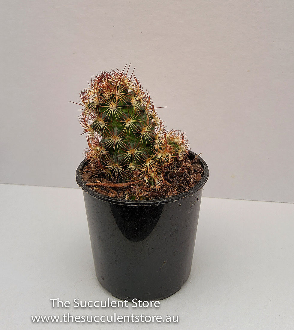 Thumbnail: Mammillaria elongata rubra - Lady Finger cactus