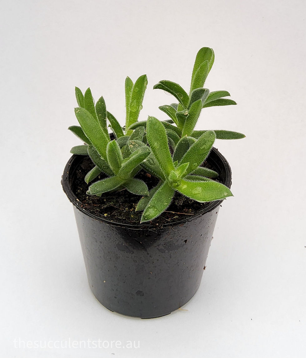 Thumbnail: Delosperma rogersii orange flower