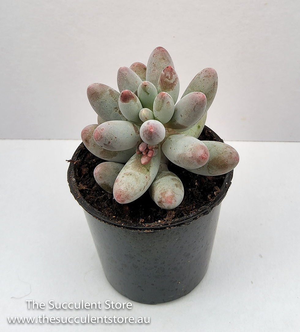 Thumbnail: Pachyphytum Baby Fingers
